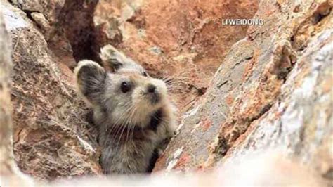 PHOTOS: Rare Ili pika, cute mountain-dweller, faces extinction - ABC7 ...