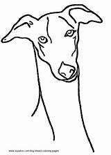 Greyhound Coloring Page At GetDrawings  Free Download sketch template