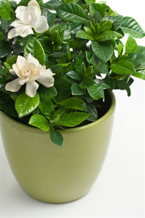 Growing Gardenias | ThriftyFun