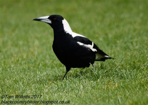 Two Black Country Birders: Australia Part 1 - Perth and Adelaide