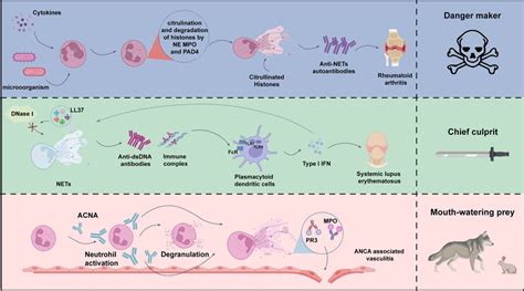 The role of NETs in various autoimmune diseases. NETs are closely ...