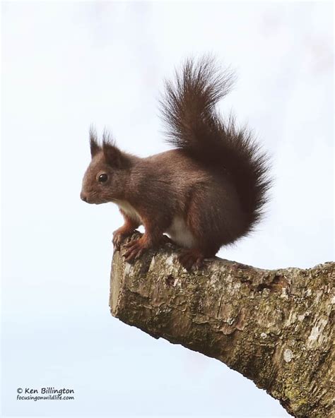 Eurasian Red Squirrel (Sciurus vulgaris) | Focusing on Wildlife