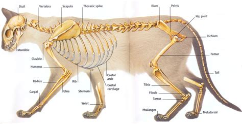 Mammals - Facts, Characteristics, Anatomy and Pictures