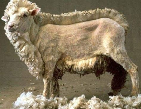 half-sheared lamb | Shaved animals, Goats, Sheep shearing