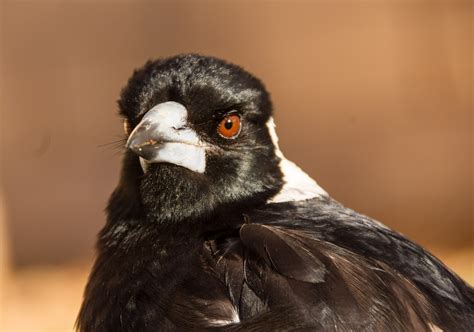 Magpie Swooping: How to Avoid Getting Hit | Wildlife - Issues - PETA ...