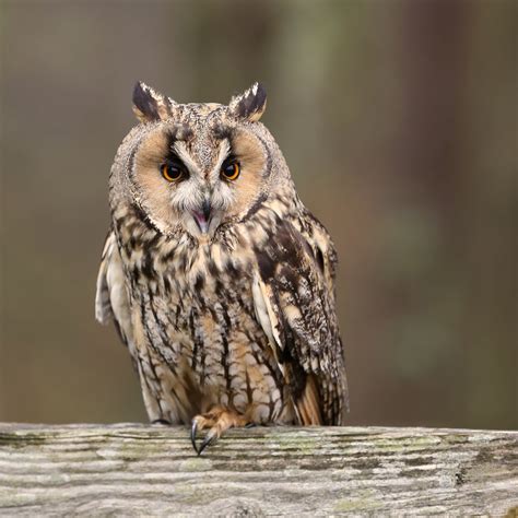 TrogTrogBlog: Bird of the week - Long-eared owl