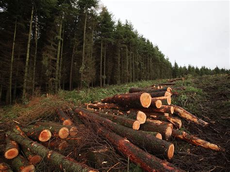 Parts of ancient Wentwood Forest cut down because of tree disease | The Independent