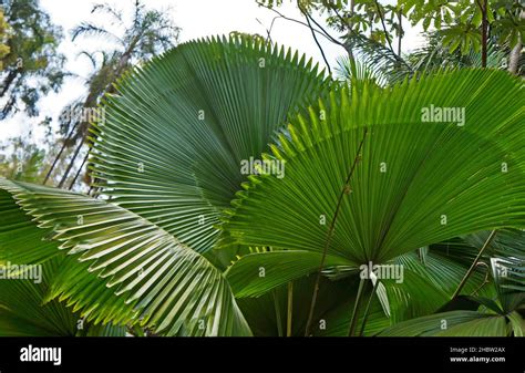 Fan palm tree leaves on tropical garden Stock Photo - Alamy