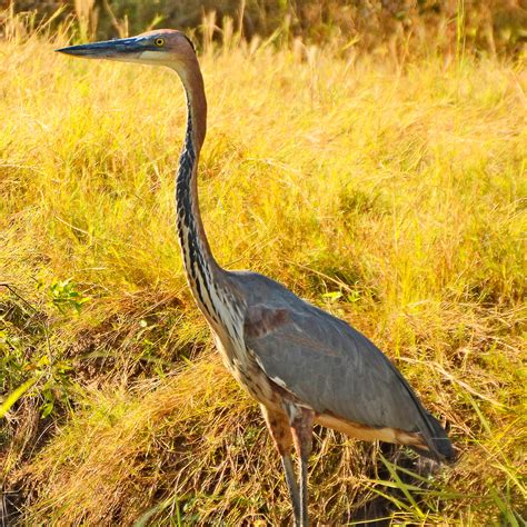 The Nature of Framingham: Goliath Heron! He's a GIANT HERON!