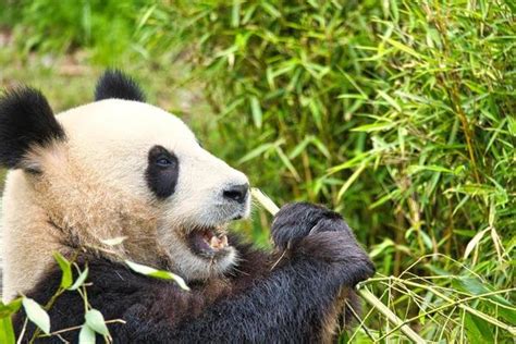 Panda Eating Stock Photos, Images and Backgrounds for Free Download