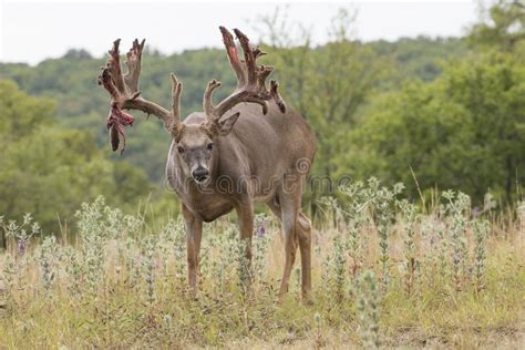 Gigantic Whitetail Buck Rubbing Off Velvet From Antlers Stock Photo - Image of rutting, tarsal ...