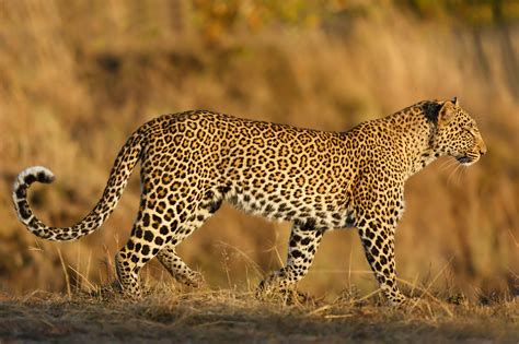 Safari animals: the story of leopards (and the best places to see them ...