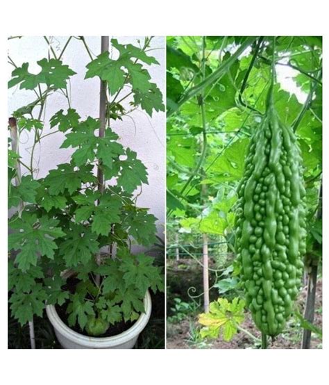 Buy Karela Seeds Vegetable Seeds - Bitter Gourd Plant 15 Seeds Home Garden Pack Online at Best ...