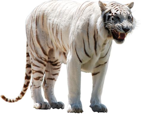 White Tiger PNG Image - PurePNG | Free transparent CC0 PNG Image Library