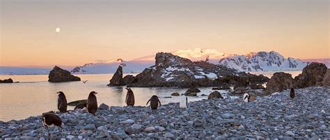 South Shetland Islands | Antarctica | The South America Specialists™