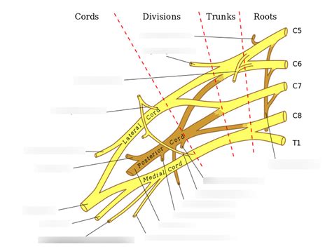 Plexus brachialis Diagram | Quizlet