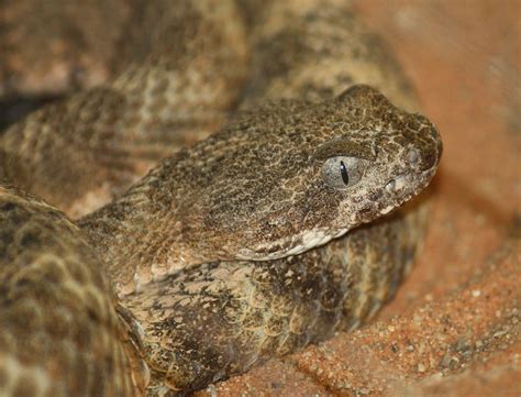 The Top 10 Deadliest Snakes in North America | OutdoorHub