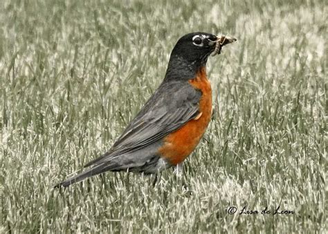 Birding with Lisa de Leon: Juvenile American Robin