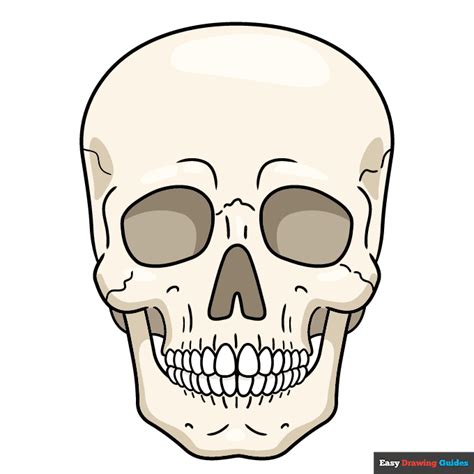 How to Draw a Realistic Skull - Really Easy Drawing Tutorial