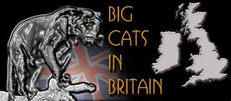 Big cats roam free in UK (Really!) – Roumazeilles.net