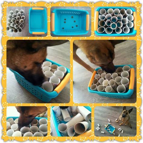 mandje met wc rollen | Diy dog toys, Diy dog stuff, Dog enrichment