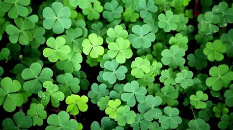 How to repot a Shamrock Plant