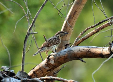 Woodpeckers Of Europe: Gallery: Eurasian Wryneck