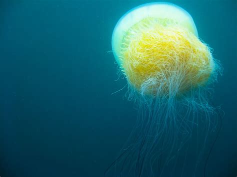 Nomura’s Jellyfish : Characteristics, alimentation habits, uses and more.