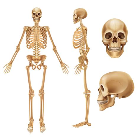 13 Facts about the Skeleton System | MooMooMath and Science