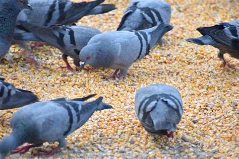 Can Pigeons Eat Corn? - PetSchoolClassroom