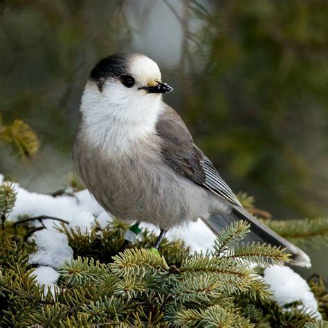 Gray Jay | Gray jay, Bird watching, Beautiful birds