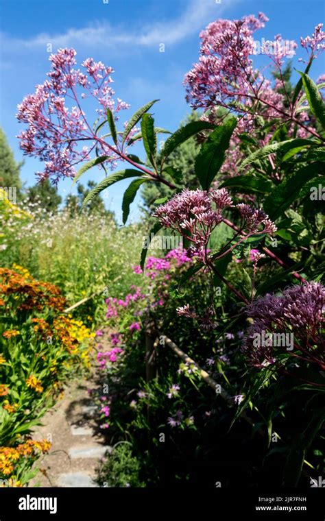 Eupatorium purpureum, Garden, Plant, Flowers, Purple, Eupatorium, Sweet Joe Pye Weed, Tall ...