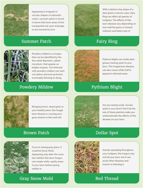 Lawn Disease Identification Chart: How to Identify Diseases in Your ...