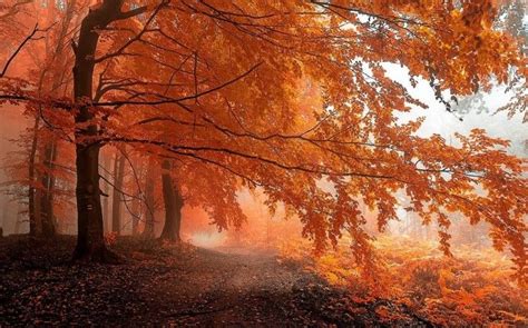 Forest Path in Fall - HD Wallpaper