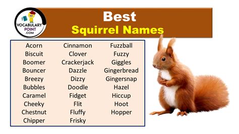 Best Squirrel Names (Cute, Funny, Male & Female) - Vocabulary Point