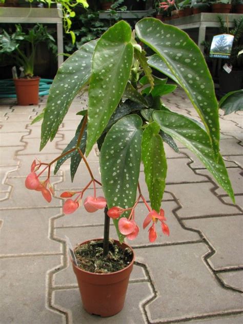 Begonia maculata "tamaya" — Florist's Plantica