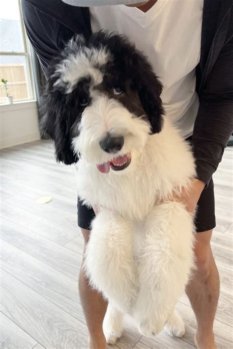 When Is A Sheepadoodle Full Grown? (Size & Age Fully Grown)