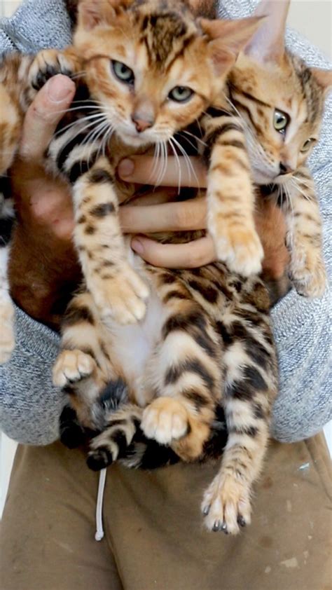 Serval Pet Breeders