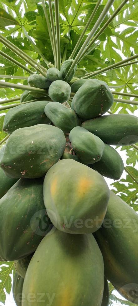 Papaya tree with dense papaya fruit 11852575 Stock Photo at Vecteezy