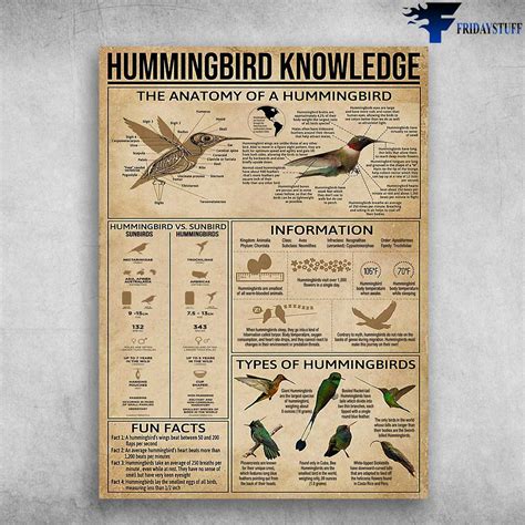 Hummingbird Knowledge, Hummingbird Poster, The Anatomy Of A Hummingbird ...