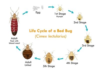 Understanding the Bed Bug Life Cycle - South Florida Top Pest Control | Manning Pest Control