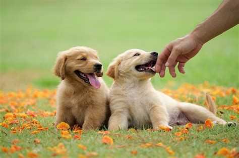 Begini Cara yang Tepat Melatih Anak Anjing Golden Retriever