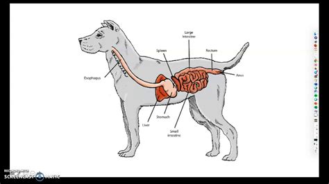 Monogastric Digestive System Meaning