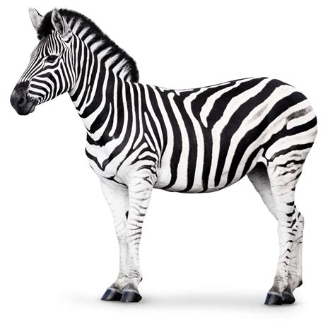 Where Do Zebra Live : Zebra Habitat About Zebras Online Biology ...