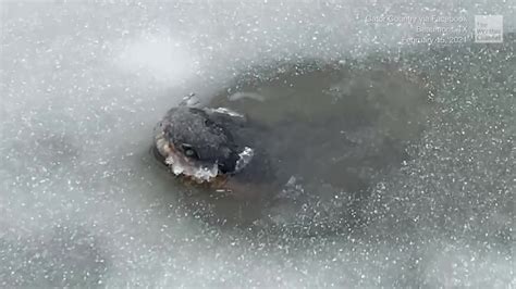 Freezing Conditions in TX Are No Problem for Alligators - Videos from The Weather Channel