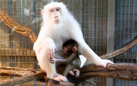 18 Albino Monkey Facts - Facts.net