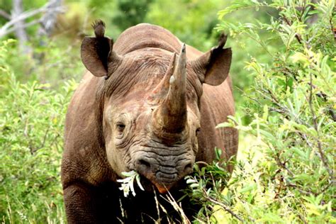 Black Rhino Eating Stock Photo - Download Image Now - Africa, Animal ...