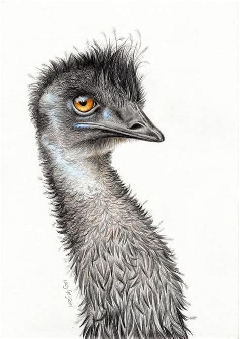 Emu Three Coloured Pencil Drawing Etsy - Emu Drawing | Bird drawings ...