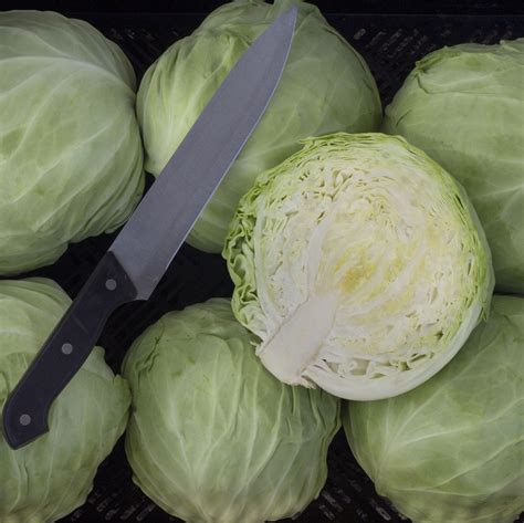 Farao F1 Cabbage Seeds | Cabbage seeds, Cabbage, Cabbage varieties