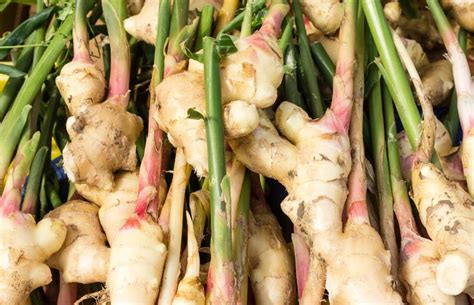 How to Grow Ginger: Indoors or in Your Home Garden | LoveToKnow